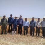 انتخاب شرکت اشراق به عنوان تولیدکننده برتر دانه جو