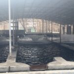 بازدید کارشناسان انستیتو بین المللی ماهیان خاویاری از مزرعه احمد آباد