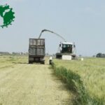 ثبت رکورد جدید برداشت علوفه و صرفه جویی 500 میلیارد ریالی در «اشراق»