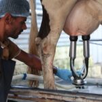 تولید شیر در «اشراق» رکورد زد