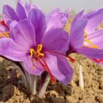 برداشت زعفران از بزرگ‌ترین مزرعه استان تهران آغاز شد