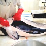 جهش تولید در هلدینگ کشاورزی کوثر با برداشت ۶٫۲۵۰ کیلوگرم خاویار امپریال