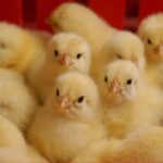 جوجه‌ریزی تخصصی بیش از ۷۸ هزار قطعه جوجه در ساری