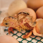 ثبت اولین هچ نصرت‌آباد؛ نقطه عطفی در توسعه زنجیره تولید