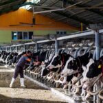 تأکید مدیرعامل هلدینگ کشاورزی کوثر بر اهمیت حمایت از دامداران در روز جهانی دامدار