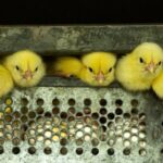 مجاهدت بی‌وقفه کارگران زربال برای صیانت از سفره مردم